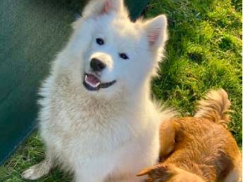 Zwei Hunde