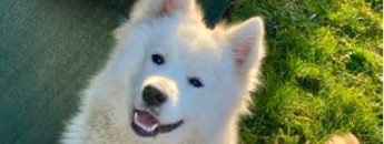 Zwei Hunde