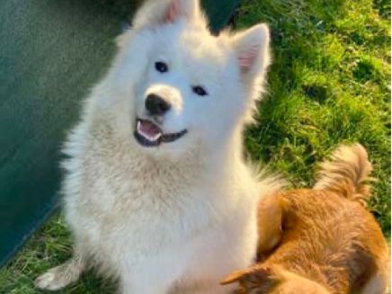 Zwei Hunde