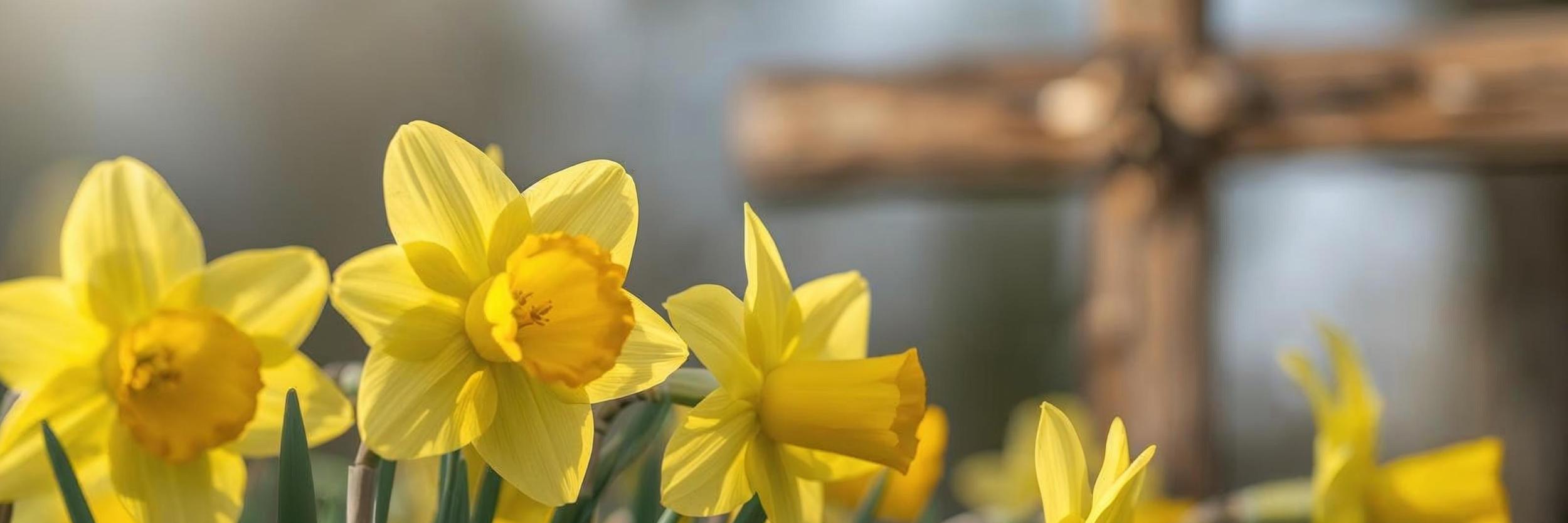 Sozialdienst katholischer Frauen e. V. <br>Frankfurt am Main