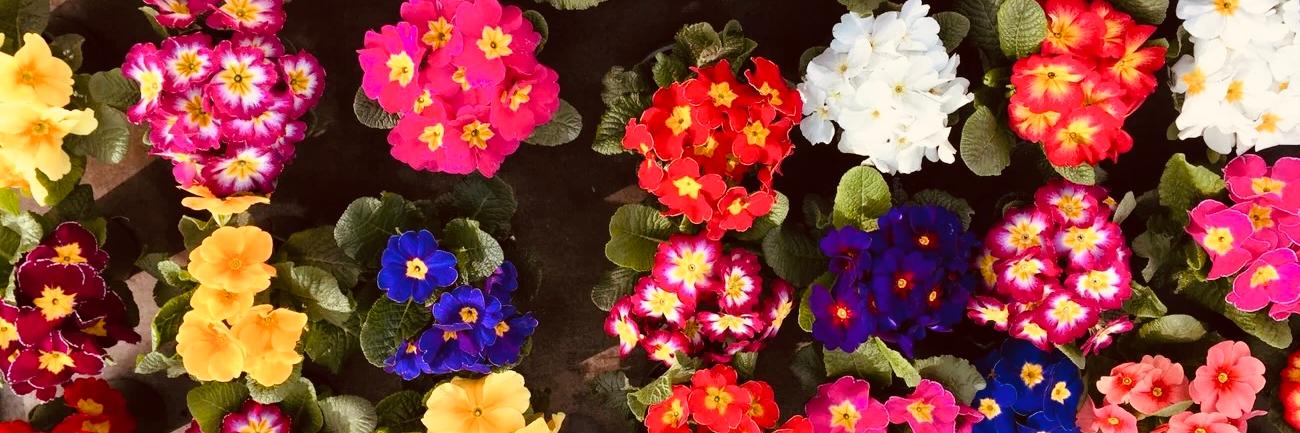 Wir feiern die Stärke und Vielfalt von Frauen